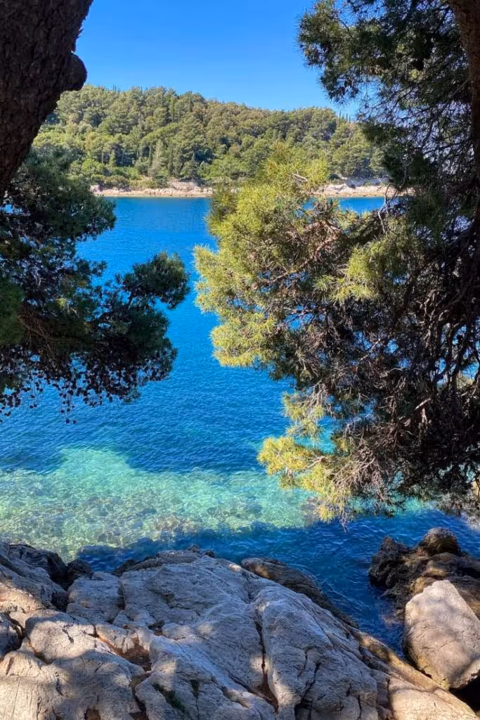 The lush evergreen pine trees of Rat Peninsula, leading to rocky and pebbly beaches, offering a peaceful retreat for travelers.