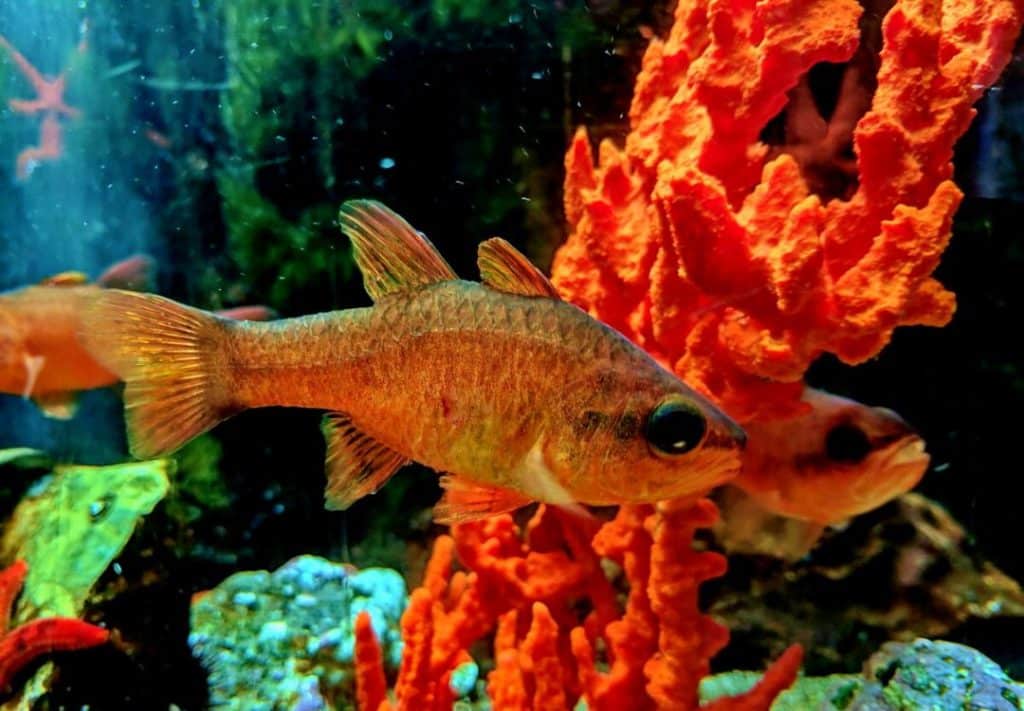 Dubrovnik Aquarium: explore marine species in a historic fortress setting.