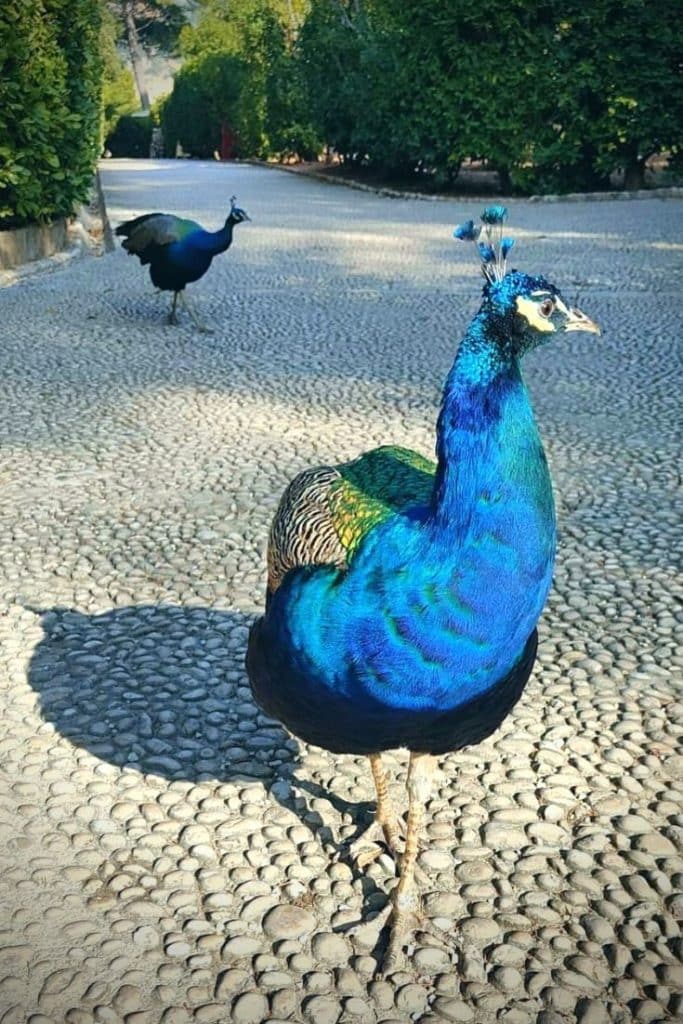 Peacock on Lokrum Island spreading feathers.
