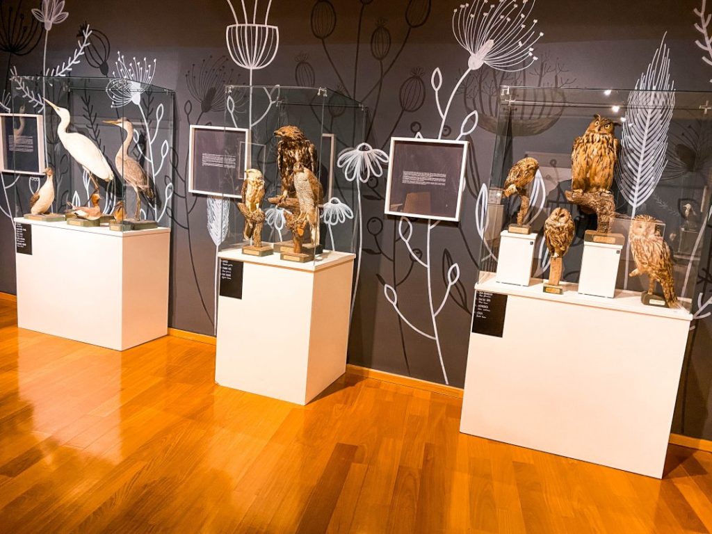 Stuffed birds and natural history specimens in display cases.