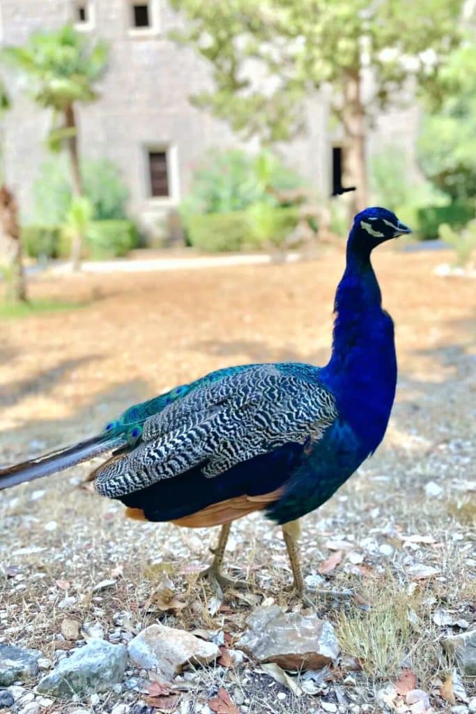 Lokrum idillyc island with animals lik epeacocks and bunnies