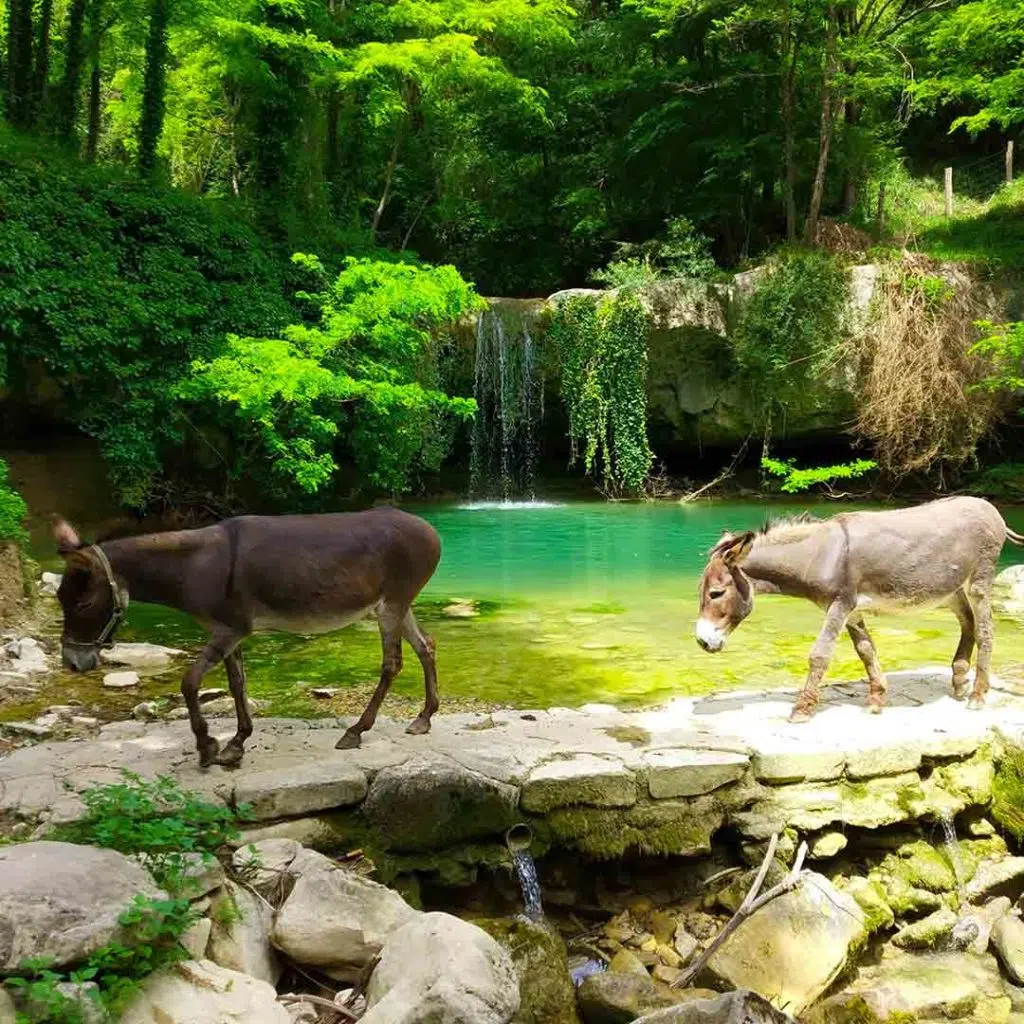 Glogorički dol is approximately 3 meters high waterfall  that descends into an emerald pond over ivy growing on the rocks.